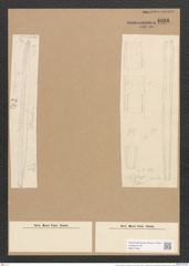 Nitzschia insignis var. arctiae Grun. (de-Toni-Nr.: Genus 47, Species 2074) Zeichnungen Sammlung Grunow Nr. 4096 (NHMW-BOT-W0371949)